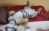 Супруги из ЮАР завели себе бенгальского тигра