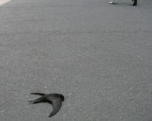 На Полтавщині невідома інфекція масово вбиває птахів