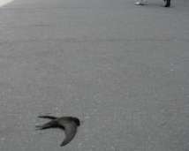 На Полтавщині невідома інфекція масово вбиває птахів