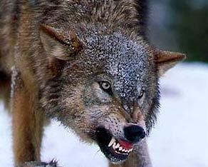 В шведском зоопарке стая волков разорвала женщину