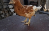 На Полтавщине родился цыпленок с тремя лапами