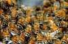 Агресивні бджоли атакували храм у Таїланді: шестеро ченців перебувають у комі