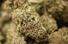 Правительство Уругвая намерено выращивать марихуану