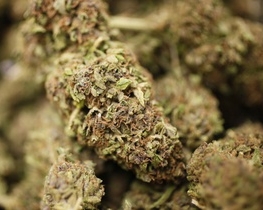 Уряд Уругваю збирається вирощувати марихуану