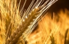 Украина к 25 июня намолотила 585 тысяч тонн зерна