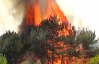 У Криму палає Ялтинський заповідник: вже вигоріли 2,5 га лісу