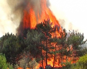 В Крыму горит Ялтинский заповедник: уже выгорели 2,5 га леса