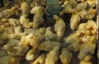 На рынках подорожали цыплята и гусята