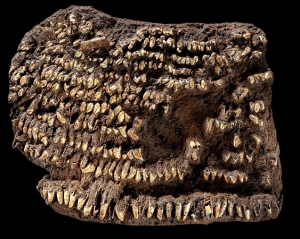 В Германии нашли древнейший ридикюль