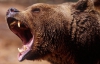 На закарпатское село нападают медведи
