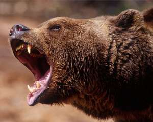 На закарпатское село нападают медведи