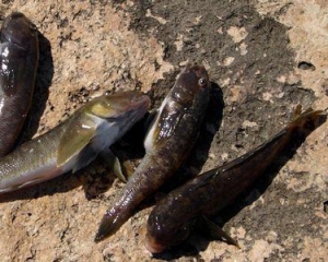 Смрад из-за тонн дохлой рыбы в Азовском море может сорвать курортный сезон