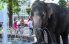 У центрі Вінниці вигулювали слонів