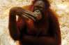 В Индонезии курящую обезьяну отправят в реабилитационный центр