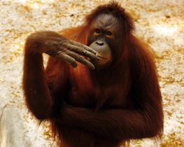 В Индонезии курящую обезьяну отправят в реабилитационный центр