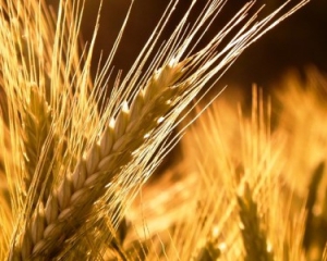 Жара может лишить Украину четырех миллионов тонн урожая зерновых