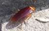 Неаполь захватили гигантские тараканы