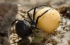На Херсонщині павуки покусали 3-річну дівчинку. Стан дитини - важкий