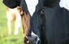 Українцям виплатили 1 мільйон гривень дотацій за корів - Мінагропрод