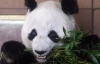 В Японії померло знамените дитинча панди