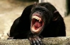 Мавпи втекли з ганноверського зоопарку і побили дівчинку