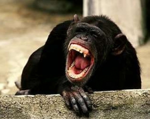 Мавпи втекли з ганноверського зоопарку і побили дівчинку