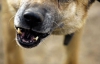 Дикие собаки нападают на посетителей киевского ботанического сада