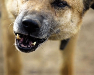 Дикие собаки нападают на посетителей киевского ботанического сада