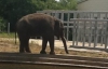 В Киевском зоопарке слоненок Хорас уже принимает гостей