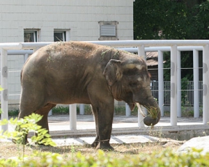 Киевскому слоненку Хорасу привезут подружек