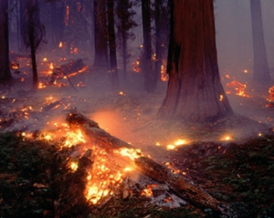 В Крыму горели несколько гектаров леса