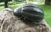 "Как это нельзя отравить?" - колорадский жук в Украине появился в 1949 году