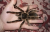 На Прикарпатье юноша разводит пауков и многоножек
