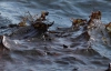 Вода возле николаевского курорта загрязнена, отдыхающие выходят из моря черными