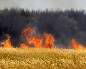 На Черкащині через підпал згоріло 28 гектарів озимої пшениці