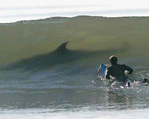 У Єгипті біля пляжів знову з&#039;явилися акули