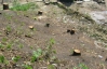 Застройщики вырубили деревья на Замковой горе: в КГГА ничего не знают