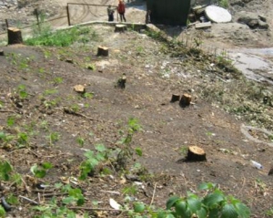 Забудовники вирубали дерева на Замковій горі: у КМДА нічого не знають