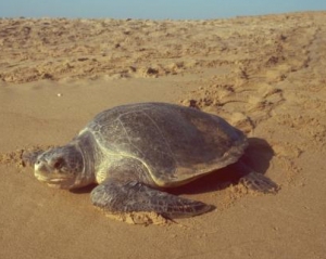 Пограничники отобрали у контрабандистов более тысячи черепах