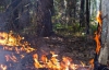 Пожежу у Ялтинському заповіднику не вдалося швидкого згасити