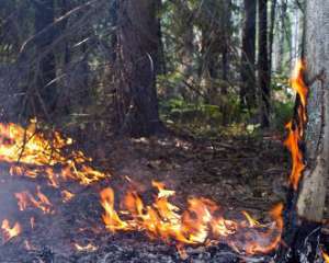 Пожежу у Ялтинському заповіднику не вдалося швидкого згасити