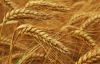 Україна з початку маркетингового року експортувала майже 1,2 млн тонн зерна