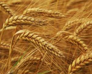 Україна з початку маркетингового року експортувала майже 1,2 млн тонн зерна