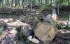 Киевские депутаты дали добро на сохранение реликтового леса от застройки