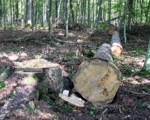 Киевские депутаты дали добро на сохранение реликтового леса от застройки