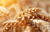 Украина к 6 августа намолотила почти 24,7 миллиона тонн зерна