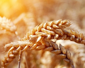 Україна до 6 серпня намолотила майже 24,7 мільйона ??тонн зерна