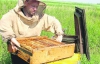 Карпатская пчела самая миролюбивая