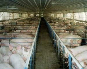 Четверо работников отравились испарениями фекалий со свинофермы