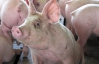 Германия стала пятой страной, запретившей ввоз свинины из Украины